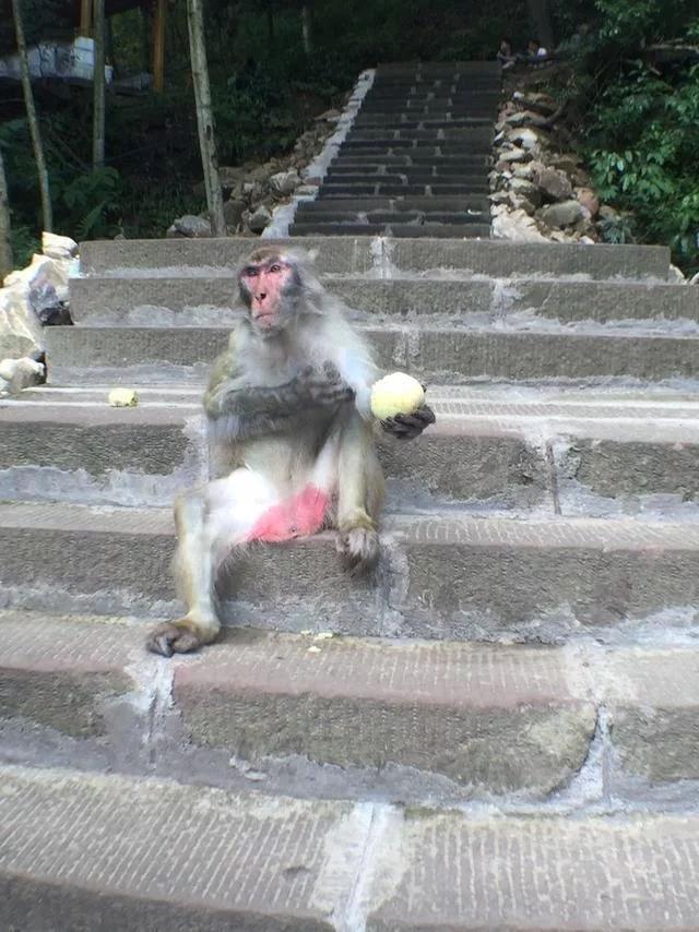 准备去张家界旅游,有口碑好的当地导游能推荐的吗?