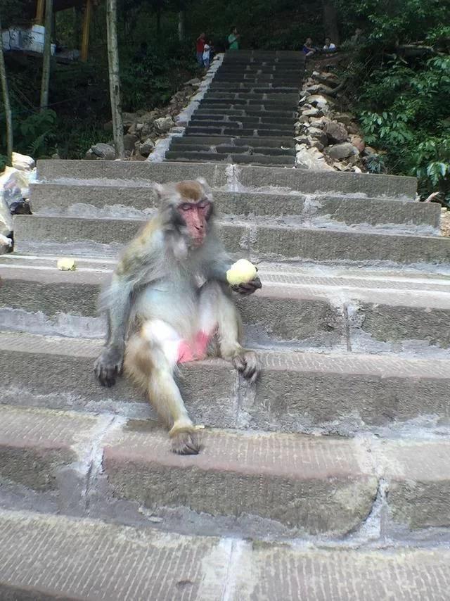 准备去张家界旅游,有口碑好的当地导游能推荐的吗?