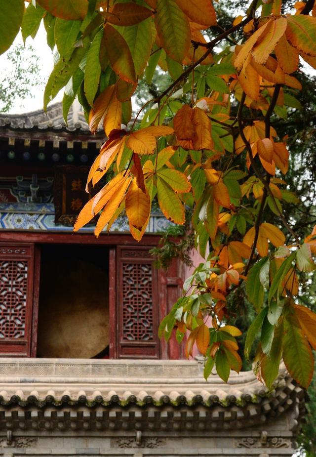 深秋时分，西安城南护国兴教寺里的汉服美女
