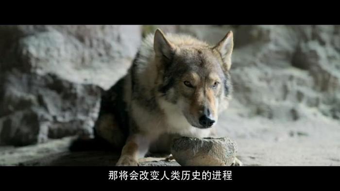 又一部“人与狼”题材的电影将上映, 郭广昌称之为“史诗大片”!