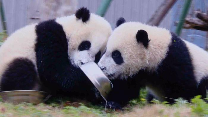 《欢乐中国人2》现场连线国宝熊猫“爸爸妈妈”分享“滚滚”日常