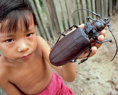 全球现存最大十类昆虫！长达20厘米泰坦甲虫一掌抓不住？