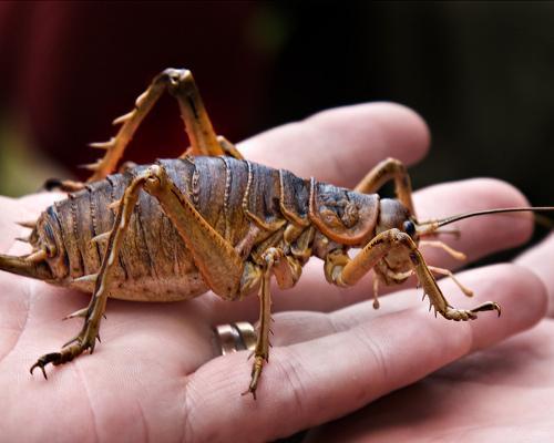 全球现存最大十类昆虫！长达20厘米泰坦甲虫一掌抓不住？