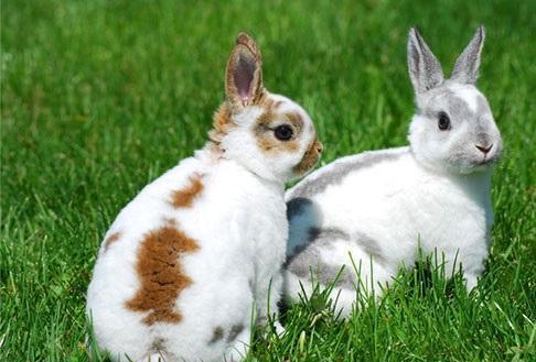 最受欢迎的兔子品种, 你家的兔子上榜了吗?