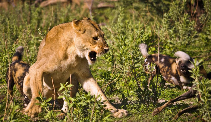 弱者就该被欺负 如何看待弱肉强食理论
