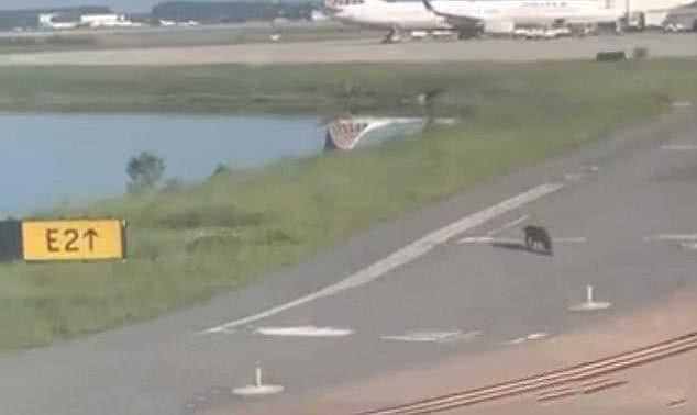 鳄鱼在飞机跑道上爬行，机长不得不停下飞机等鳄鱼过马路