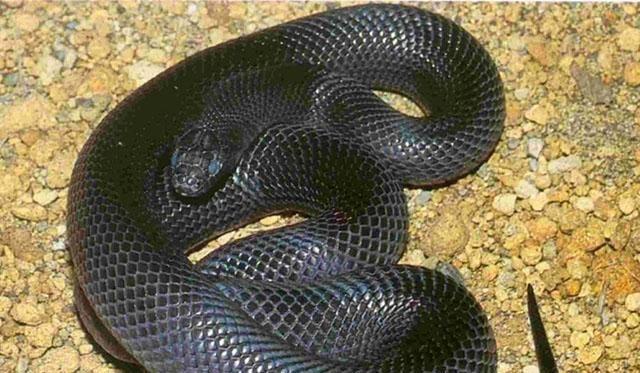 人类最怕的动物, 世界上最恐怖的十大毒蛇, 眼镜王蛇才排名第五