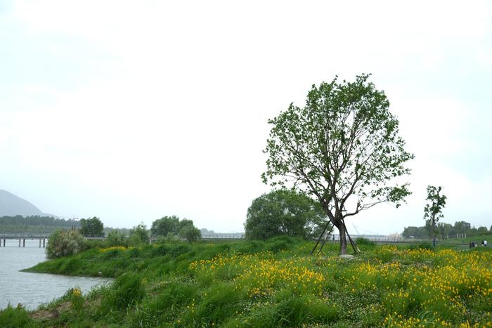 迷人的汉江湿地公园