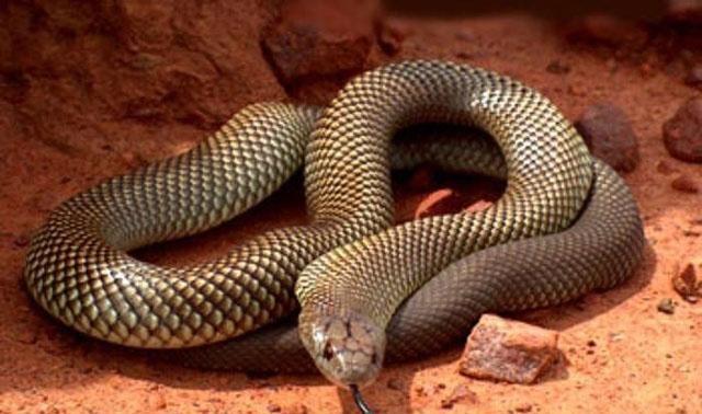 人类最怕的动物, 世界上最恐怖的十大毒蛇, 眼镜王蛇才排名第五