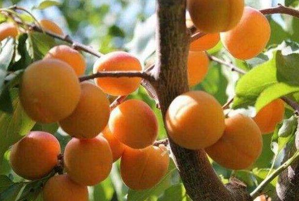 6月必吃“新鲜杏”，营养丰富，却不能和它一起吃，爱吃的注意