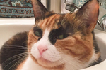 这只猫咪天生浓眉大眼,整天都是一本正经的表情,你们感受下.