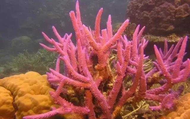 惊！南京出现罕见“珊瑚人”！