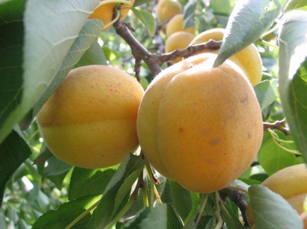 夏天必吃“新鲜杏”，营养丰富，这种人却不能吃，有人不知道