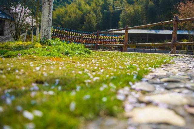 这个周末约起来！栖隐山庄浪漫樱花节唯美登场~