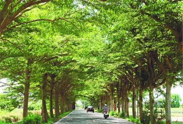 景乔园林：行道树的七种选择