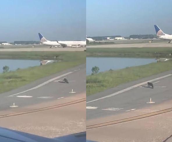 鳄鱼在飞机跑道上爬行，机长不得不停下飞机等鳄鱼过马路