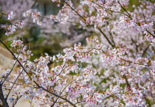 这个周末约起来！栖隐山庄浪漫樱花节唯美登场~