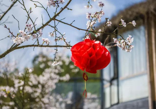 这个周末约起来！栖隐山庄浪漫樱花节唯美登场~