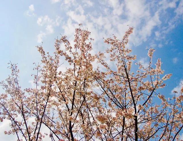 这个周末约起来！栖隐山庄浪漫樱花节唯美登场~