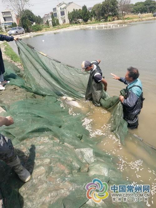 常州最大淡水鱼繁育场疑遭投毒 50万尾幼苗遭殃 0984