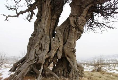 为什么树能活那么久？长寿的原因在哪？