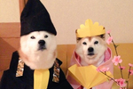 柴犬表情包合集