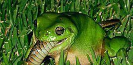 食蛇蛙: 最爱吃响尾蛇, 绝对不会中毒, 弹跳力极强
