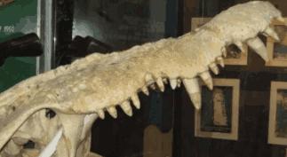 世界上最大的鳄鱼 体长约6.17米(有数据的)