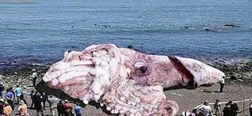 地球上最大的乌贼, 长80米重达50吨, 生活在深海常与鲸鱼搏斗