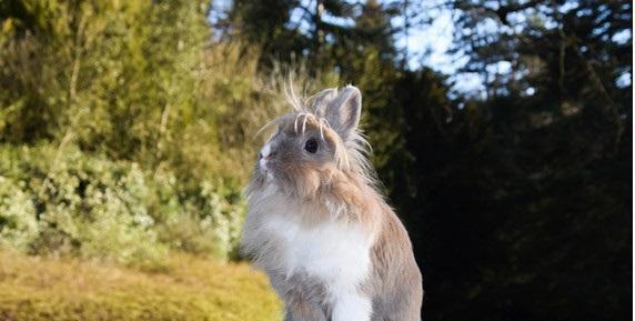 最受欢迎的兔子品种, 你家的兔子上榜了吗?