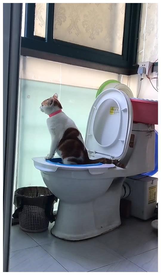 猫咪着急上厕所，关键时刻还要形象，喵：再急也要优雅的站着