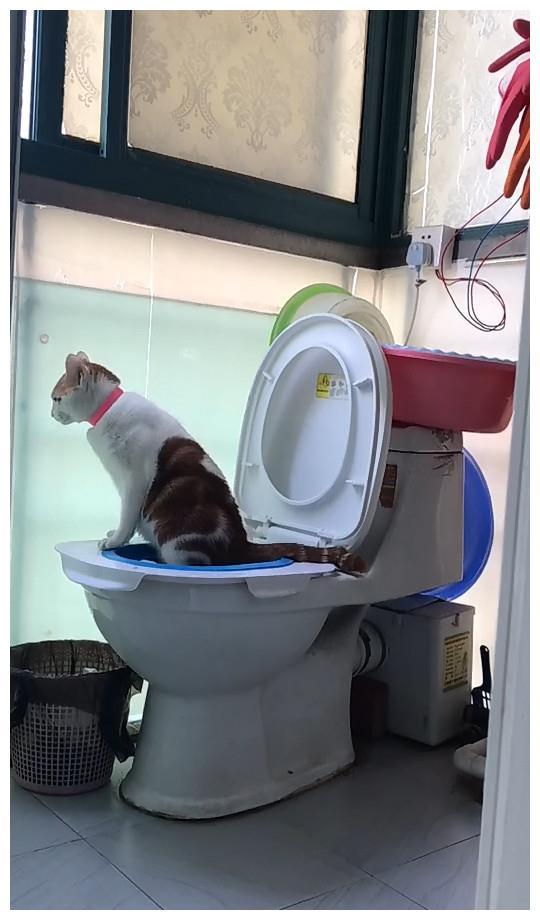 猫咪着急上厕所，关键时刻还要形象，喵：再急也要优雅的站着
