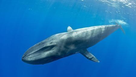 肺呼吸的蓝鲸为什么搁浅死亡？晒不死，干不死，窒息死...