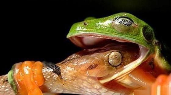食蛇蛙: 最爱吃响尾蛇, 绝对不会中毒, 弹跳力极强