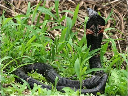中国十大毒蛇之一的舟山眼镜蛇，学名中华眼镜蛇，大家都认识吗？