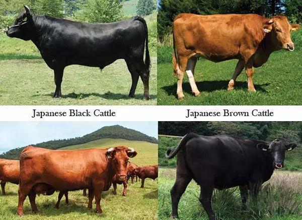 听过日本和牛，那么你知道什么是和牛吗？