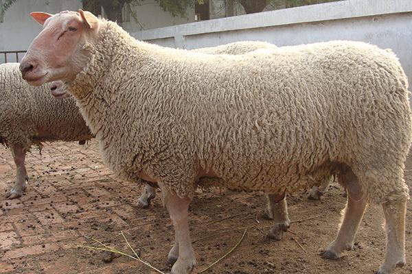 养羊人都来看看，各地“羊”品种，你养的是哪一种？（二）