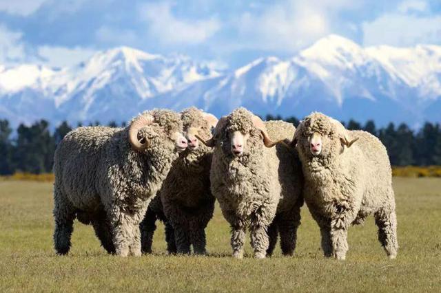 养羊人都来看看，各地“羊”品种，你养的是哪一种？（二）
