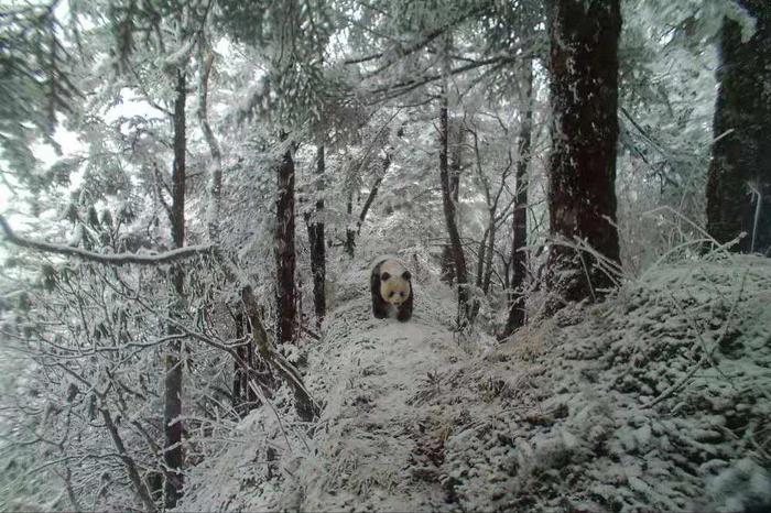 四川松潘县白羊保护区拍摄到大熊猫等珍贵视频资料
