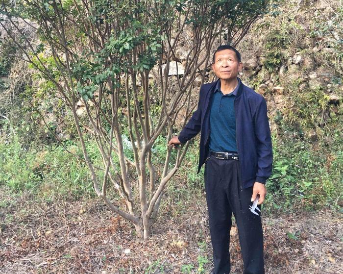 嘉宝果苗的种植方法和特征怎样