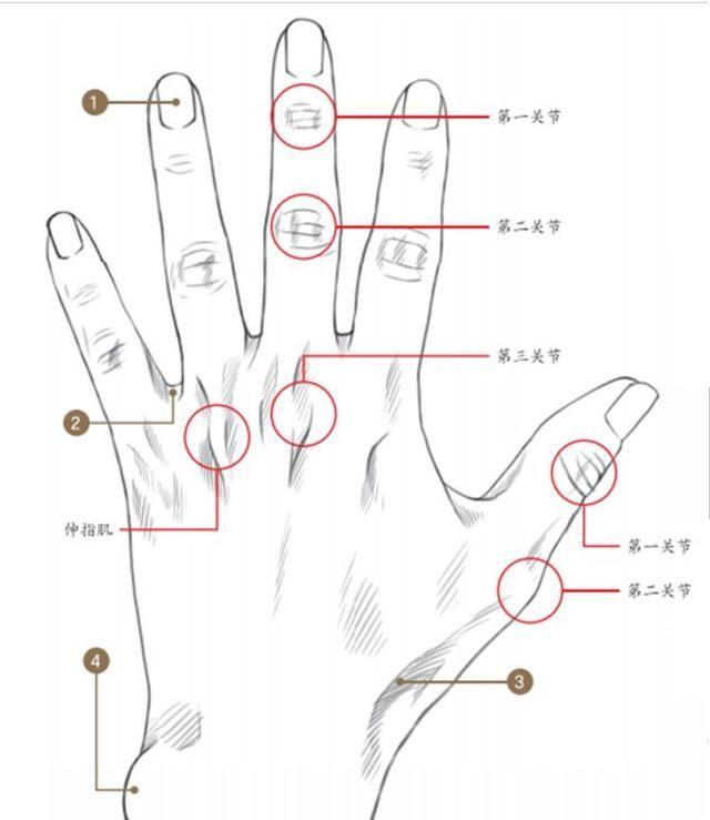 绘画｜干货，超实用的动漫手部绘画技法（握拳、夹物、束起手指）