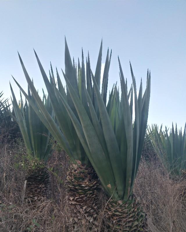 南宁府城镇发现一大片植物，长得像菠萝，不能吃可以拿来做衣服