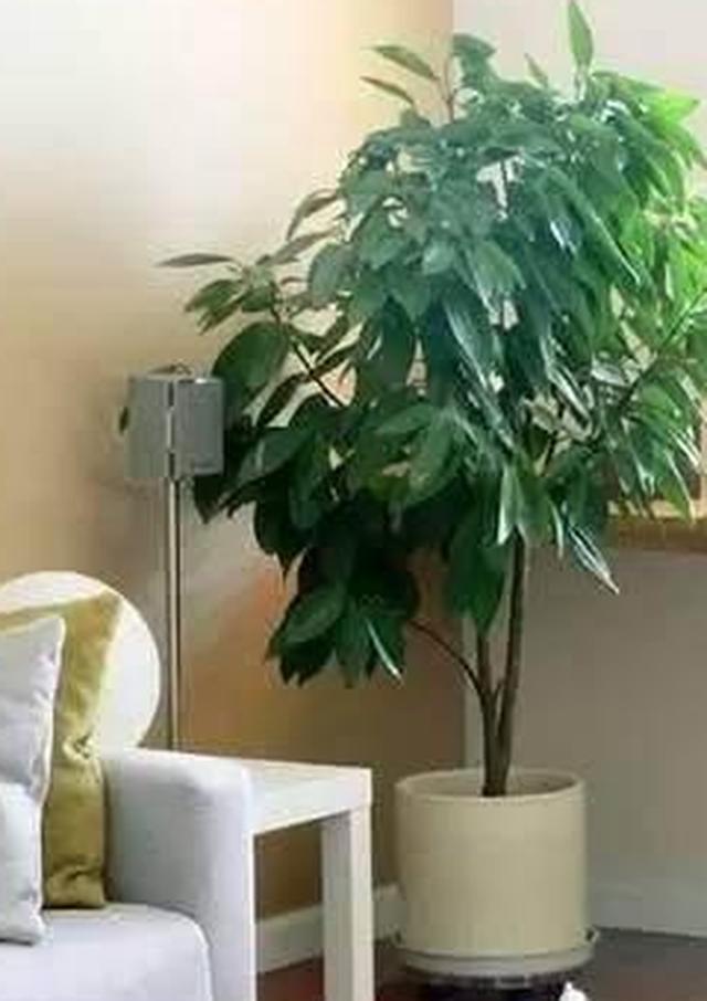 8种适合室内养殖的大型植物盆栽，让家看起来更加生机勃勃