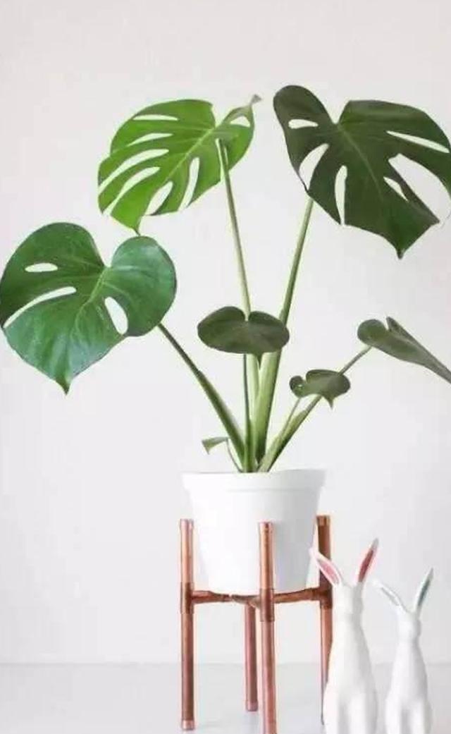 8种适合室内养殖的大型植物盆栽，让家看起来更加生机勃勃