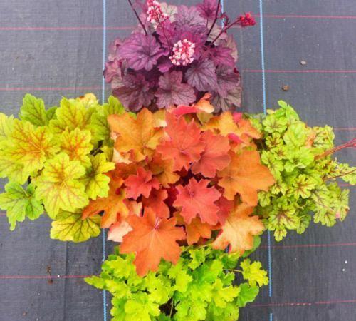 一花一世界，一叶一菩提——奇花异草矾根，花语文化栽培技术