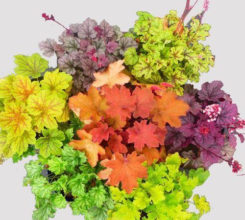一花一世界，一叶一菩提——奇花异草矾根，花语文化栽培技术