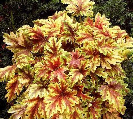 一花一世界，一叶一菩提——奇花异草矾根，花语文化栽培技术