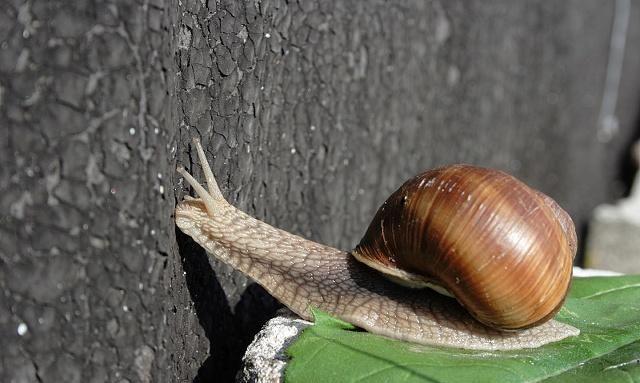 蜗牛跟鼻涕虫，菜园常见害虫，用什么办法可以杀死它们？