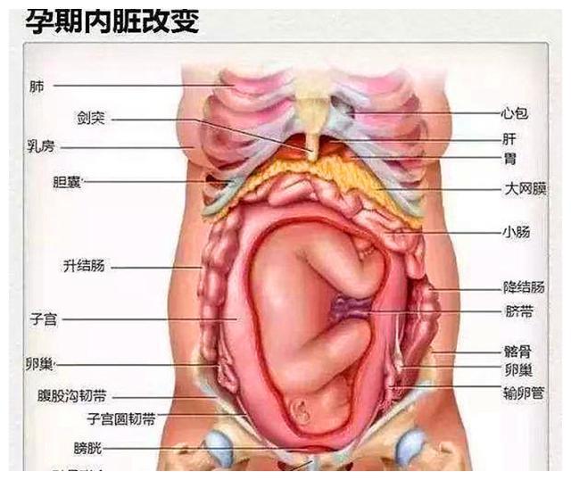 怀孕晚期烧心恶心，该如何自我缓解？