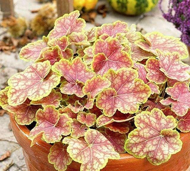 一花一世界，一叶一菩提——奇花异草矾根，花语文化栽培技术
